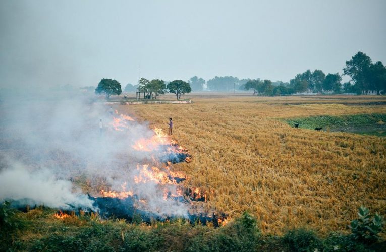 अब दूर होगी किसानों के पुआल जलाने की समस्या, कम होगा पर्यावरण का नुकसान