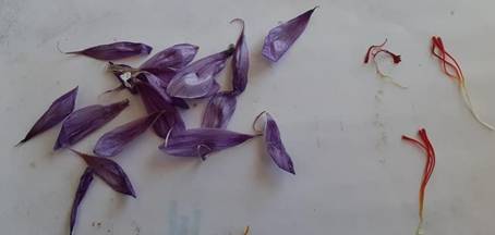 Pilot project launched by NECTAR to explore feasibility of growing saffron in North East region