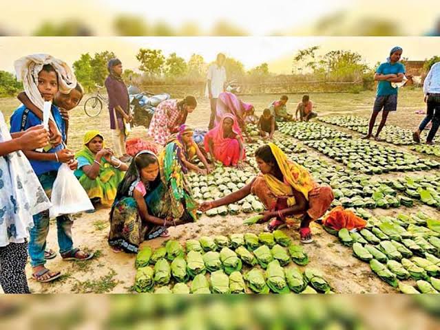 Tendu leaf collection enhanced economic security of tribal families