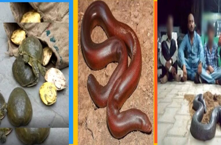 Gang involved in illegal smuggling of turtle and redsandboa snakes arrested