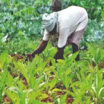 Andhra Pradesh approves free loans to FCV tobacco growers