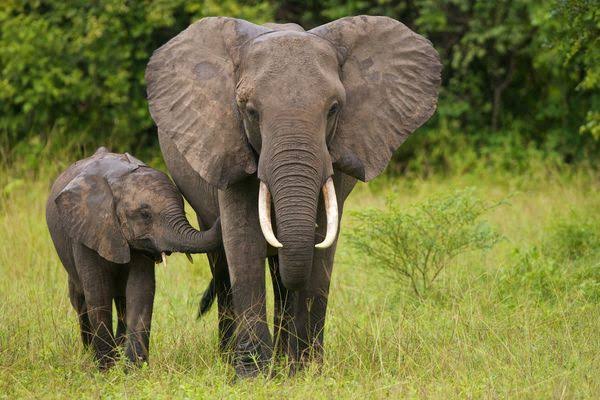 जशपुर जिले में जंगली हाथी के हमले से एक ग्रामीण की मौत