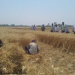 District Magistrate Nikhil T Phunde conducted crop cutting to check the productivity of the crop