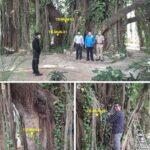 Country's oldest scientifically verified banyan tree found in Munger, Bihar; radiocarbon dating confirms its age as 700 years.